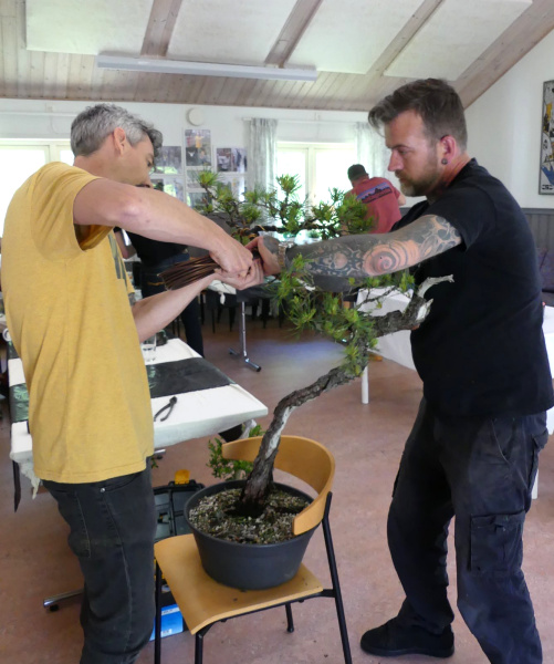scots pine yamadori bonsai